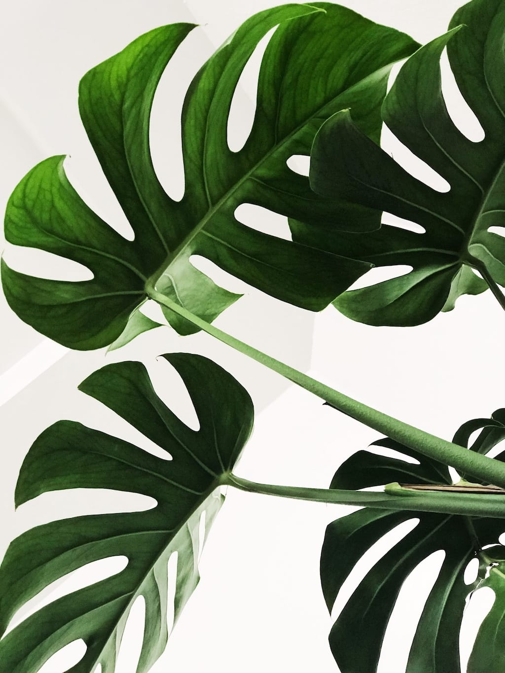 Big green Monstera plant leaves on a white background